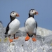 puffin_atlantic_msi_h_2539_can1910.jpg